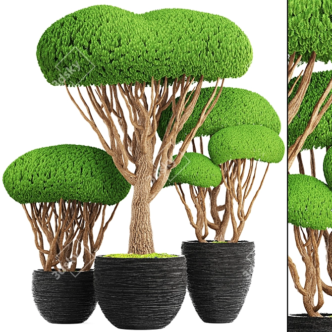 Niwaki Collection: Bonsai & Topiary 3D model image 1