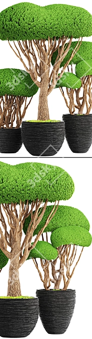 Niwaki Collection: Bonsai & Topiary 3D model image 2