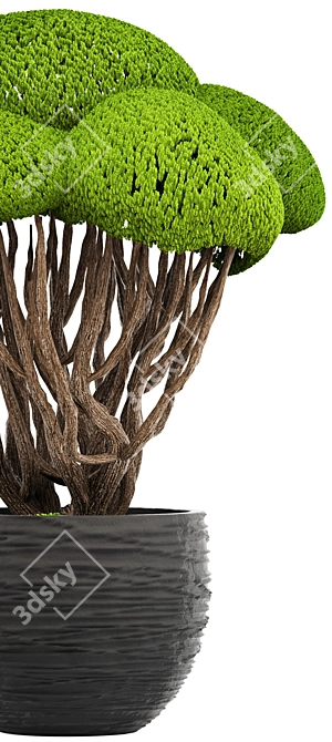 Niwaki Bonsai Cedar Tree 3D model image 2