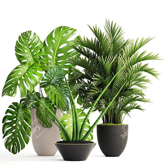 Tropical Plant Collection: Howea, Monstera, Sansevieria 3D model image 1