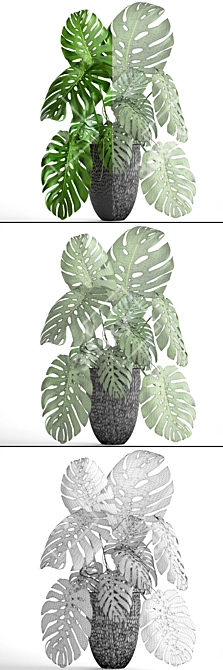 Indoor Monstera in Stylish Black Planter 3D model image 3