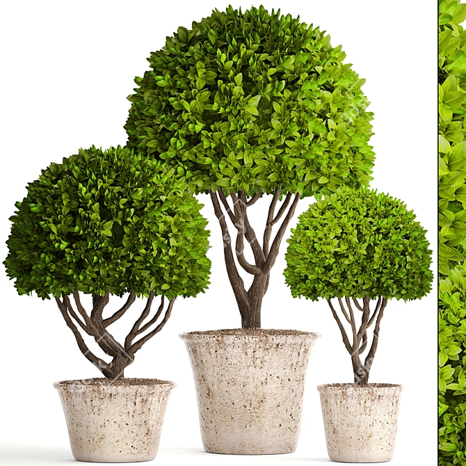 Spectacular Topiary Collection: 126 Varieties 3D model image 1
