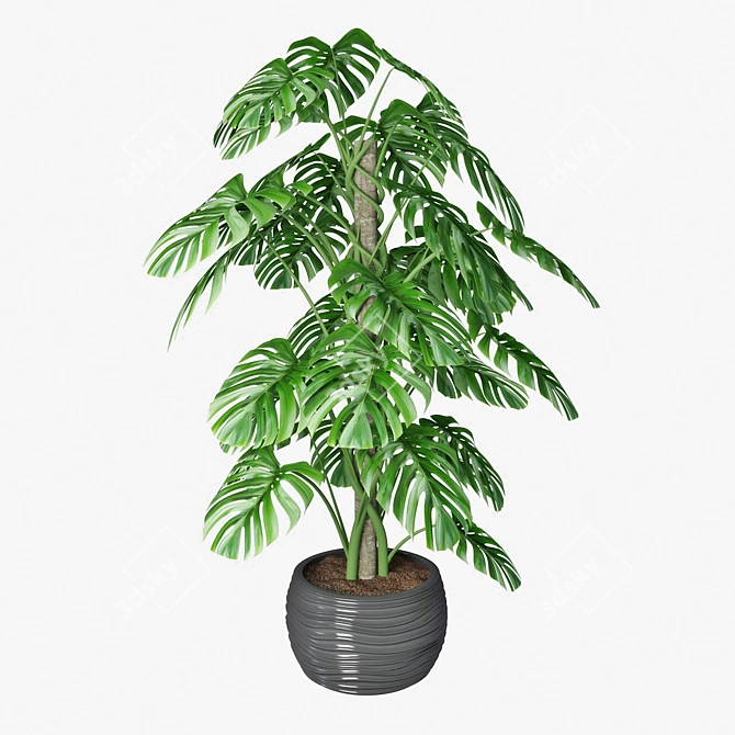 Monstera 02: Smooth Quality 3D model image 1