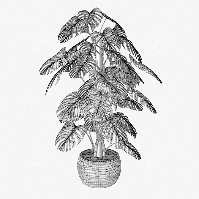 Monstera 02: Smooth Quality 3D model image 2