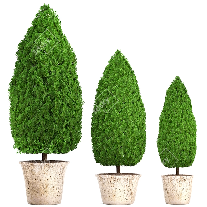 Beautiful Cupressus Collection: 127 Unique Plants 3D model image 1