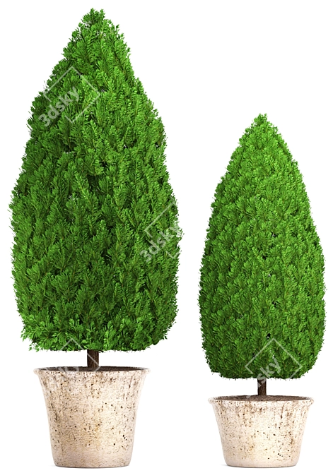 Beautiful Cupressus Collection: 127 Unique Plants 3D model image 2