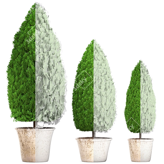 Beautiful Cupressus Collection: 127 Unique Plants 3D model image 3