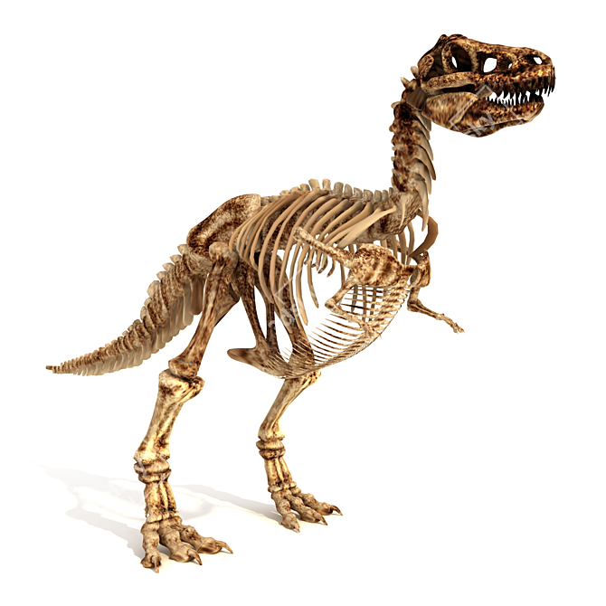 Trex Skeleton Replica 3D model image 1