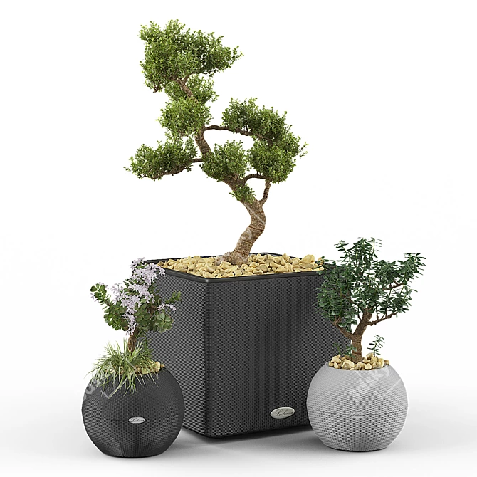 Crassula Money Tree Set 3D model image 1