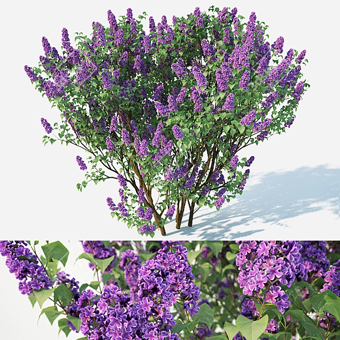 Lilac Blossom: Deluxe Syringa vulgaris 3D model image 1
