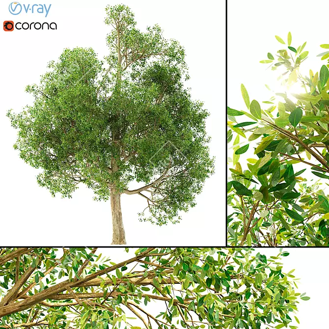 Realistic 3D Tree Model 3D model image 1