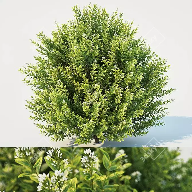 Lush Ligustrum: Breathtaking Foliage 3D model image 1