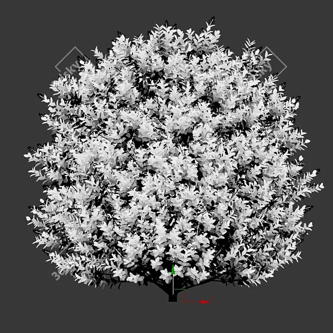 Lush Ligustrum: Breathtaking Foliage 3D model image 3