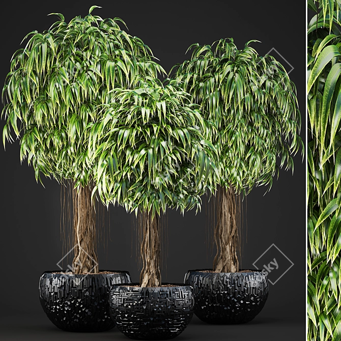 Exquisite Ficus Alii Collection 3D model image 1