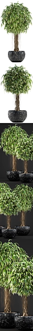 Exquisite Ficus Alii Collection 3D model image 2