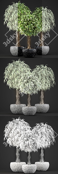Exquisite Ficus Alii Collection 3D model image 3