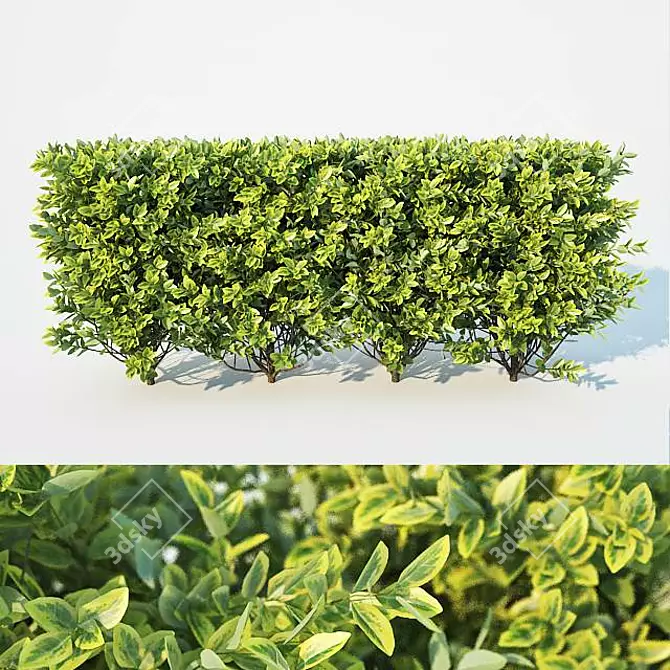 Versatile Ligustrum Hedge - 60cm Height 3D model image 1