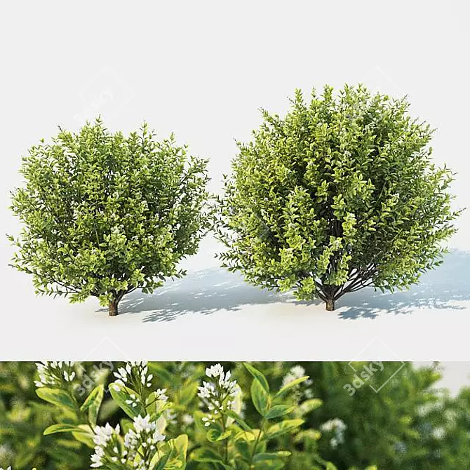 Versatile Ligustrum for Stunning Landscapes 3D model image 1