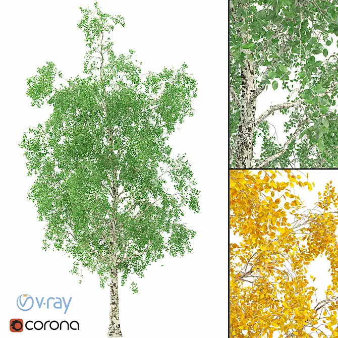 Seasonal Birch Tree: 3D Model 3D model image 1