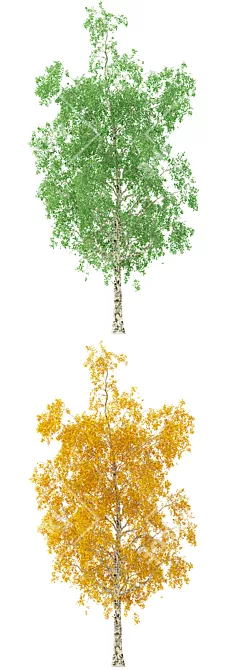 Seasonal Birch Tree: 3D Model 3D model image 2