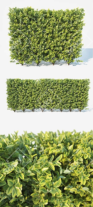 Versatile Ligustrum Hedge: Large & Modular 3D model image 2