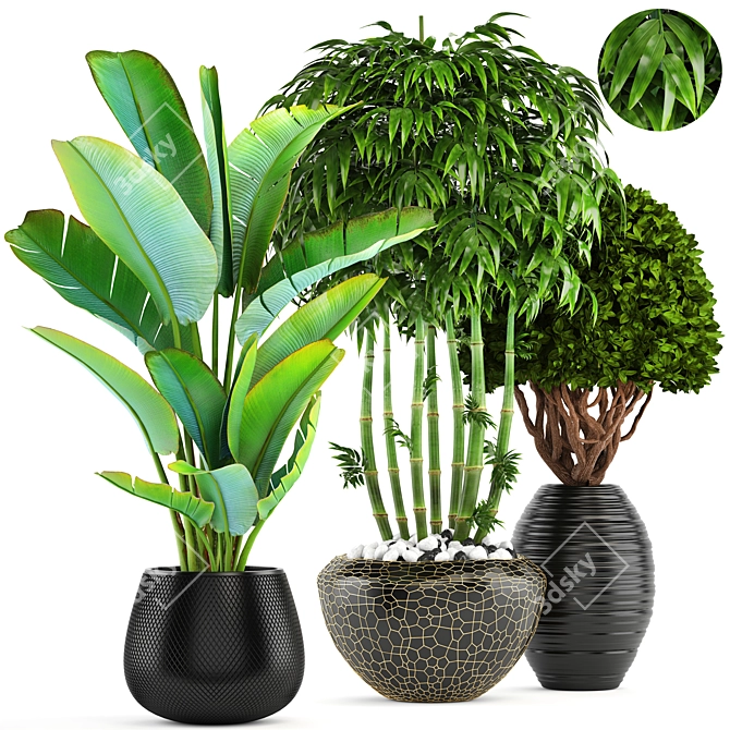 Exotic Bamboo and Topiary Collection 3D model image 1