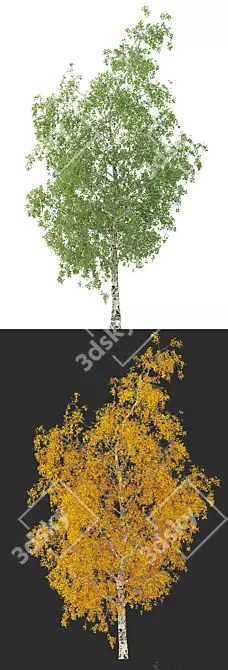 Birch Tree 3D Model: Seasonal Edition 3D model image 2