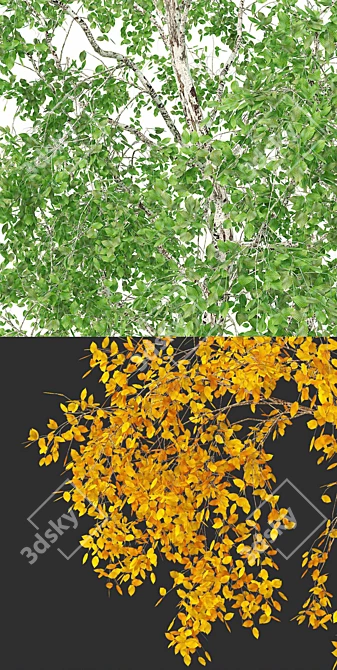 Birch Tree 3D Model: Seasonal Edition 3D model image 3