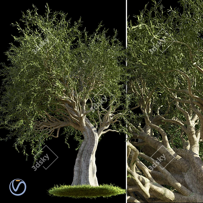 Mediterranean Evergreen Olive Tree 3D model image 1