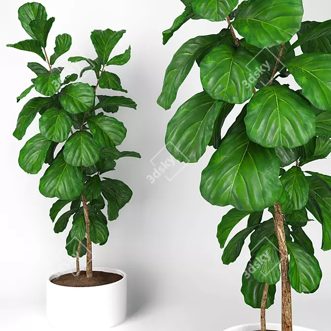 Lush Ficus Lyrata Tree: 3D Model 3D model image 1