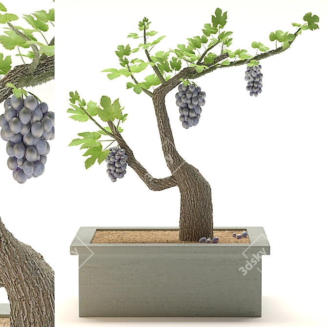 Grapes of Green: Indoor Plant 3D model image 1