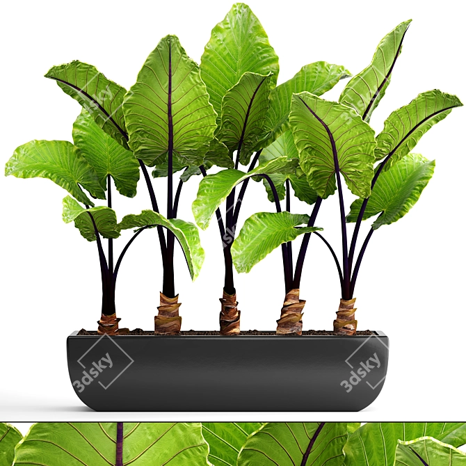 Large-Rooted Alocasia: Collection of 143 Exquisite Plants 3D model image 1