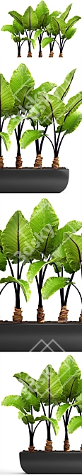 Large-Rooted Alocasia: Collection of 143 Exquisite Plants 3D model image 2
