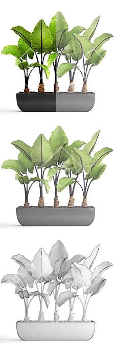 Large-Rooted Alocasia: Collection of 143 Exquisite Plants 3D model image 3