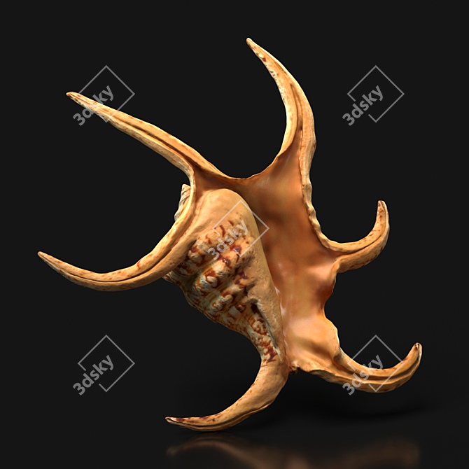 Indian Ocean Chiragra Shell: Exquisite Decorative Piece 3D model image 1