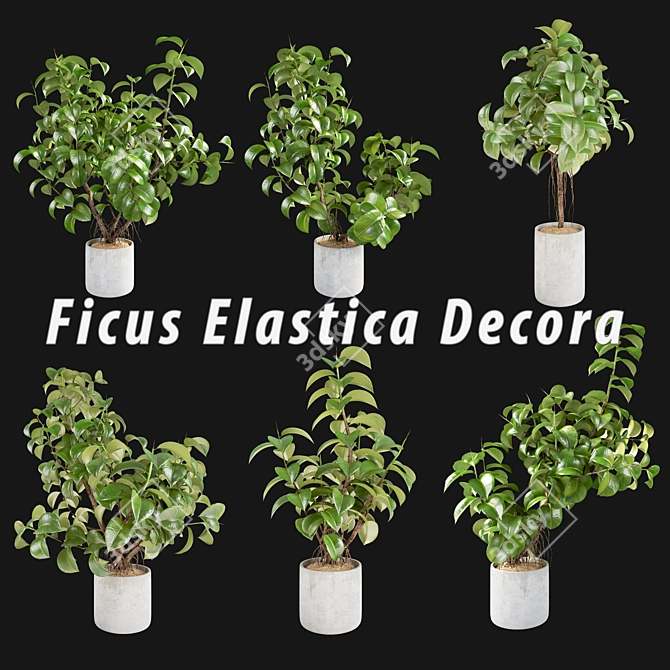 Lush Rubber Plant: Ficus Elastica Decora 3D model image 1