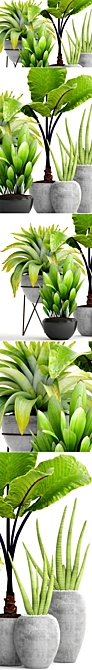 Tropical Plant Collection: Sansevieria, Alocasia & Palm Grass 3D model image 2