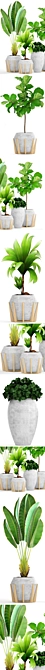 Exotic Collection: Tropical Ficus & Coconut Tree 3D model image 2