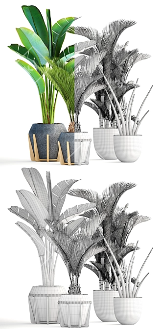 Tropical Plant Collection: Ravenala, Sansevieria, Palm 3D model image 3