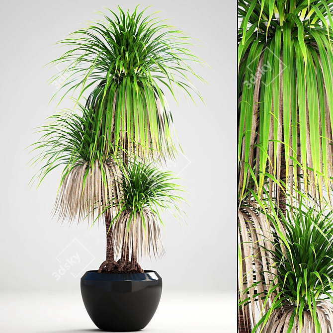 Exotic Dracaena: Vibrant Interior Decor 3D model image 1