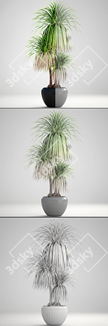 Exotic Dracaena: Vibrant Interior Decor 3D model image 3