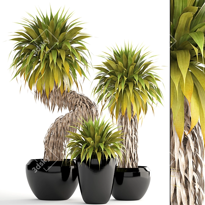 Tropical Yucca Elata Collection 3D model image 1