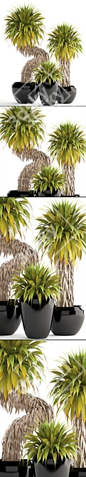 Tropical Yucca Elata Collection 3D model image 2