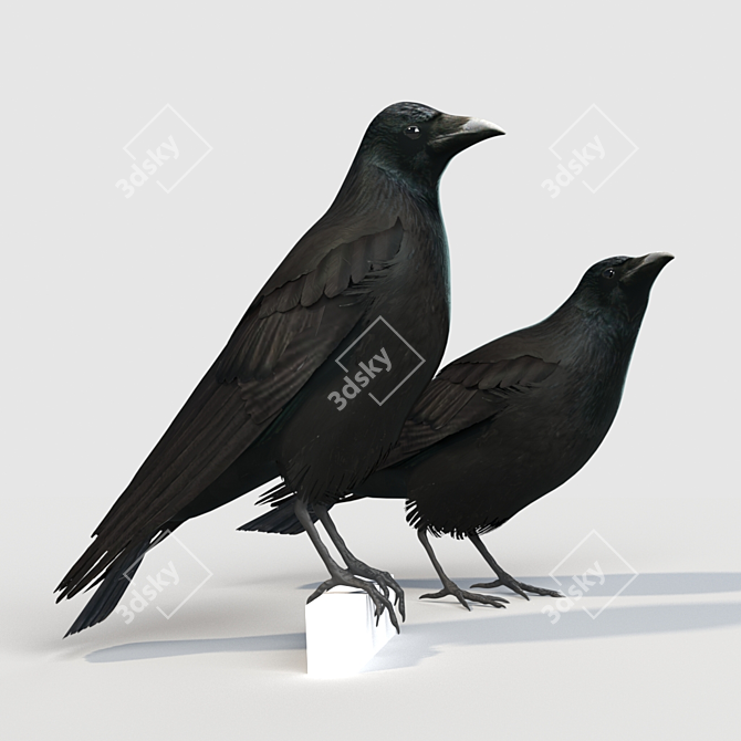 Carrion Crow Models - Urban Avian Replicas 3D model image 1