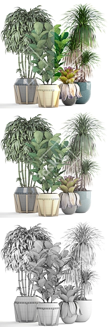 Exotic Plant Collection: Dracaena, Bromelia, Bamboo & Ficus Lyrata 3D model image 3