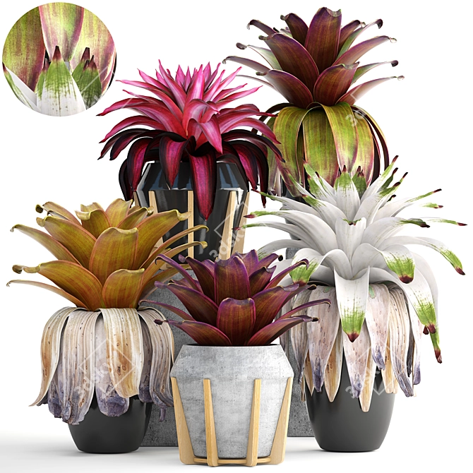 Tropical Bromelia: Exotic Collection of Plants 3D model image 1