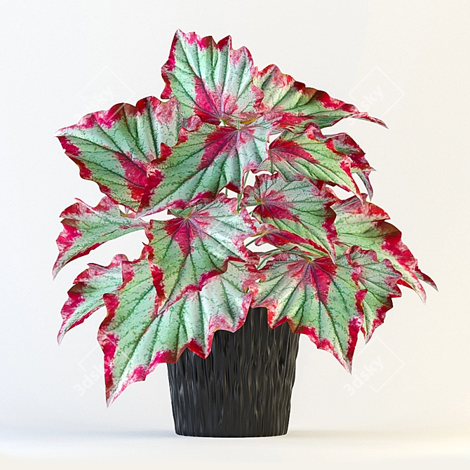 Colorful Rex Begonia Plant 3D model image 1