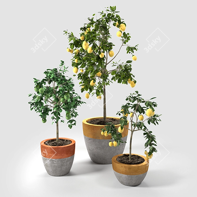 Citrus Trio: Lime & Lemon Trees 3D model image 1