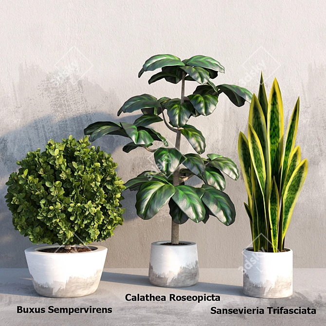 Exquisite Indoor Plant Trio 3D model image 1