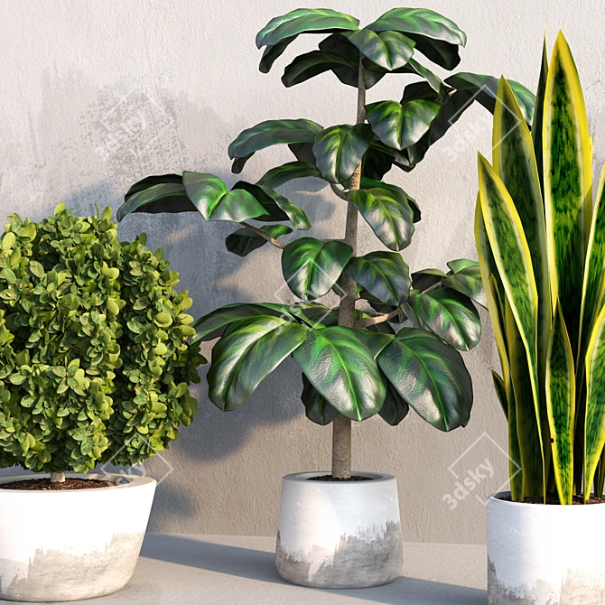 Exquisite Indoor Plant Trio 3D model image 2